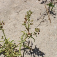 Vahlia dichotoma (Murray) Kuntze